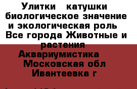 Улитки – катушки: биологическое значение и экологическая роль - Все города Животные и растения » Аквариумистика   . Московская обл.,Ивантеевка г.